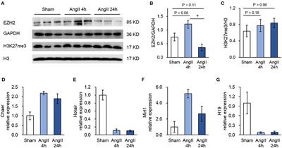 EZH2 Dynamically Associates With Non-coding RNAs in Mouse Hearts After Acute Angiotensin II Treatment